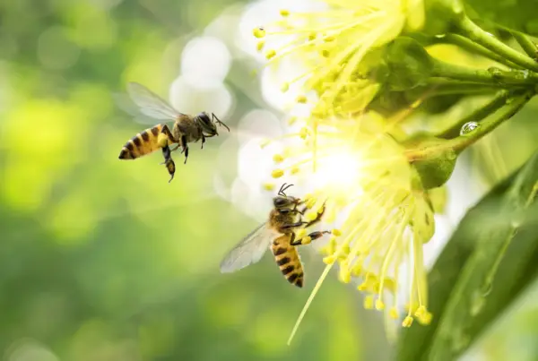 Bees on Flowers
