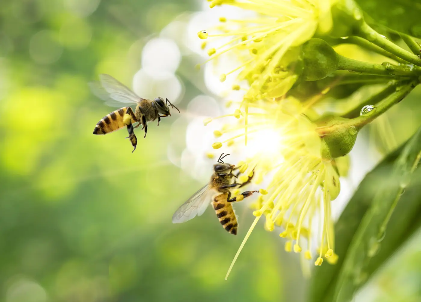 Bees on Flowers